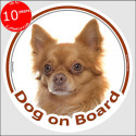 red long hair Chihuahua, circle sticker "Dog on board" 15 cm, car label