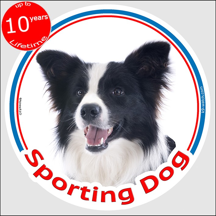 are border collies sport dogs