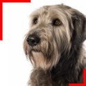 Irish Wolfhound